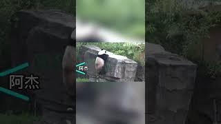 这只大熊猫不听奶爸劝阻，硬要爬到石头上打坐修仙，太执着了 #大熊猫 #大熊猫阿杰