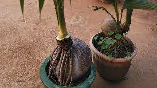 how to grow a coconut bonsai tree Episode 8