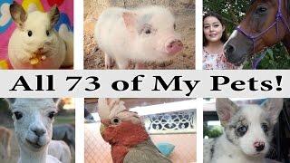 My Personal Zoo 2017