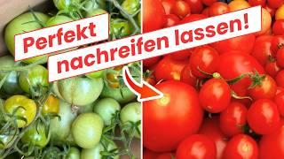 So werden grüne Tomaten im Herbst doch noch rot Verlängere die Tomatensaison!