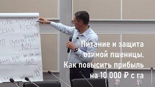 Питание и защита озимой пшеницы. Как повысить прибыль на 10 000 рублей с га