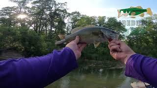 Smallmouth Bass in a TINY Shallow Water Creek? - Minnesota Fishing July