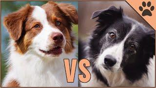 Border Collie vs Australian Shepherd - DIFFERENCES