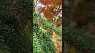 #katsurajapanesemaple #katsura #Japanesemaples #fallcolor