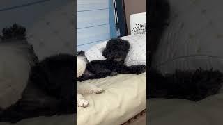 이름부르면 올려주는 강아지뒷발#shorts