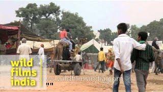 Camel ride at Pushkar fair, Rajasthan