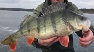 WIELKIE OKONIE Z PZW 49 i 48cm! BIG PERCH