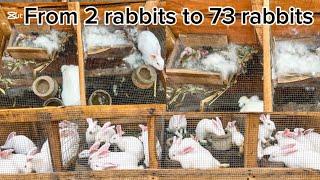 From 2 females to 73 My rabbit farm progress - Checkout my rabbit farm channel @Doluwafemi