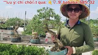 Bonsai LinhSam86 Cổ  Bự Đồng Giá từ 280k 0933368532nuitraihuonguyetquehongocmaichieuthuykimquytung