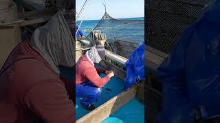 okama sobek karna serangan ikan setiap hari