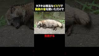 【ゆっくり解説】実は海外でレアな動物タヌキの雑学こっそり教えます#動物 #1分雑学 #animals #雑学