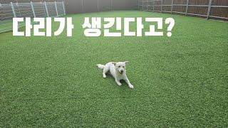 무장이 다리는 백만불짜리 다리 #dog