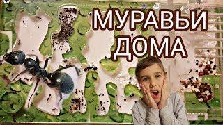 Муравьиная ферма. Мой первый формикарий. Распаковка и заселение.