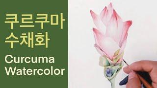 Botanical Art Basics_ Curcuma Watercolor