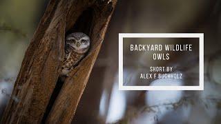 Indian Owls | Backyard Wildlife in Gurgaon | Wildlife Film by Alex F Buchholz