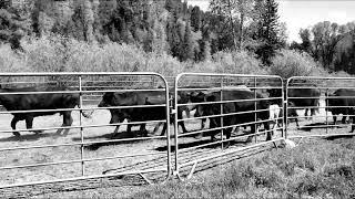 Herding cattle up Little Grey's River Trail - Alpine, Wyoming.