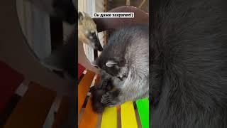 Слышали, как храпит енот?)