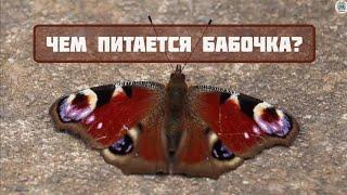 Чем питается бабочка? Интересные факты о бабочках