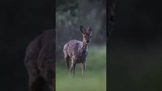 Deer in the last light of the day