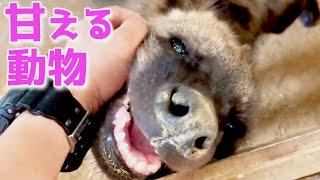 【危険な動物】撫でたら予想以上に可愛かった...【Dangerous animals】Very cute animals stroked