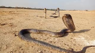 حصريا وقت التشميس في الطبيعه