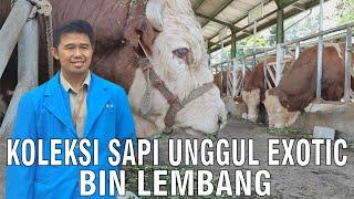 Koleksi Sapi Balai Inseminasi Buatan Lembang Penghasil Bibit Unggul