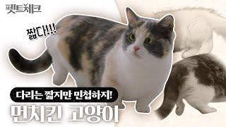 먼치킨 고양이 성격은 CUTE, 유전병은?  I 펫트체크 EP.3