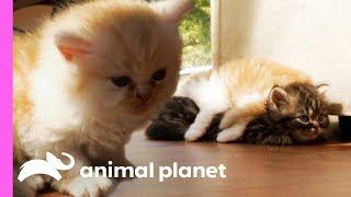 Noisy Little Munchkin Kitten Just Wants To Find A Friend | Too Cute!