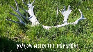 Yukon Wildlife Preserve ~ Part I