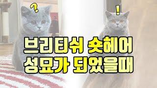 #브리티쉬숏헤어 고양이 성묘 모습 - British Shorthair  Cat