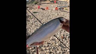 Spin ile Alabalık Avı, Trout Fishing #alabalıkavı #troutfishing #jackalllures #atçekalabalıkavı