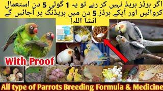 Birds Summer Breeding Formula l Cockatiel,Budgies,Love birds Fast Breeding Formula l Breeding Tips