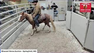 Missouri Horse Auction  Springfield, MO