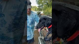 PRACTICE=PERFECT  #dog #doglover #ducks #outdoors