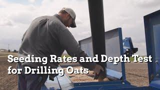 Seeding Rates and Depth Test for Drilling Oats - Practical Cover Croppers