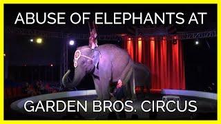 Abuse of Elephants at Garden Bros. Circus