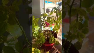 New plant + mini roses  #plantshopping #plants #plantcare #subscribe #newvideo #houseplants