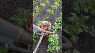 тяпаю картошку 
