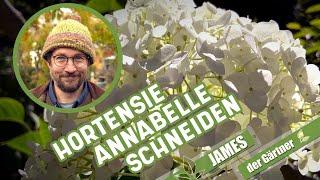 Wie und wann schneidet man eigentlich Schneeballhortensien? I James der Gärtner