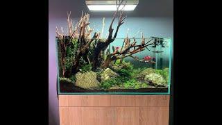 Aquascaping: Autumn at the forest edge