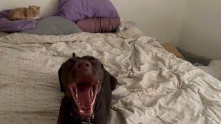 Funny Dog and cat argue over a pillow. Reese the doggo tells on cat for taking pillow & they argue