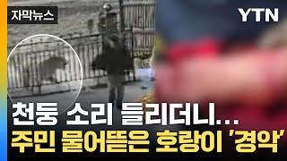 [자막뉴스] "팔 물어뜯어버렸다" 공포의 백두산 호랑이 습격…중국 마을 '아비규환' / YTN