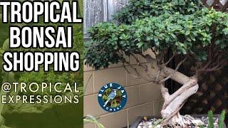 Tropical Bonsai Shopping on a Fall Day - A visit to Tropical Expressions Bonsai Store