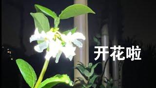 没想到我的风车茉莉这么快就开花了