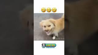 #shortvideo#comedyvideo. #funny #nais #supar