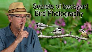 Secrets of Backyard Bird Photography