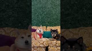 Living their best life #shibas #dogsofyoutube #shorts #shibaaddict #japanesedog