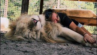 HUGE LION CUDDLES