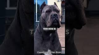 The Brave Dogs That Fear Nothing #shorts #viralshorts