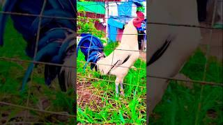 akala mo native lang #chicken #rooster #ayam